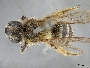 Andrena mentzeliae image