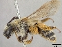 Andrena mentzeliae image