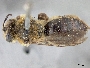 Andrena nivalis image