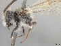 Andrena monilicornis image