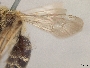 Andrena chromotricha image