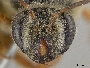 Andrena prunorum image