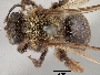 Andrena cupreotincta image