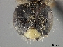 Panurginus crawfordi image