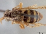 Image of Xeromelecta haitensis