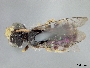 Image of Calliopsis rhodophila
