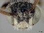 Calliopsis hirsutifrons image