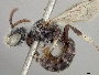 Calliopsis hirsutifrons image