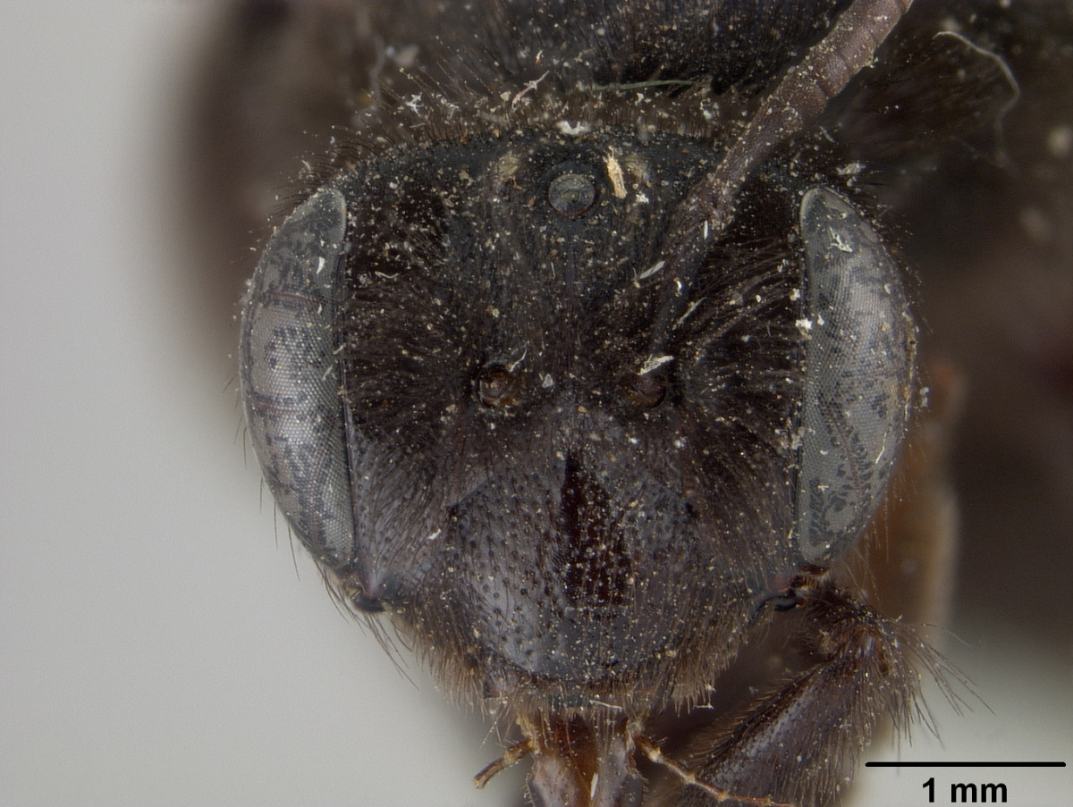 Andrena nigerrima image