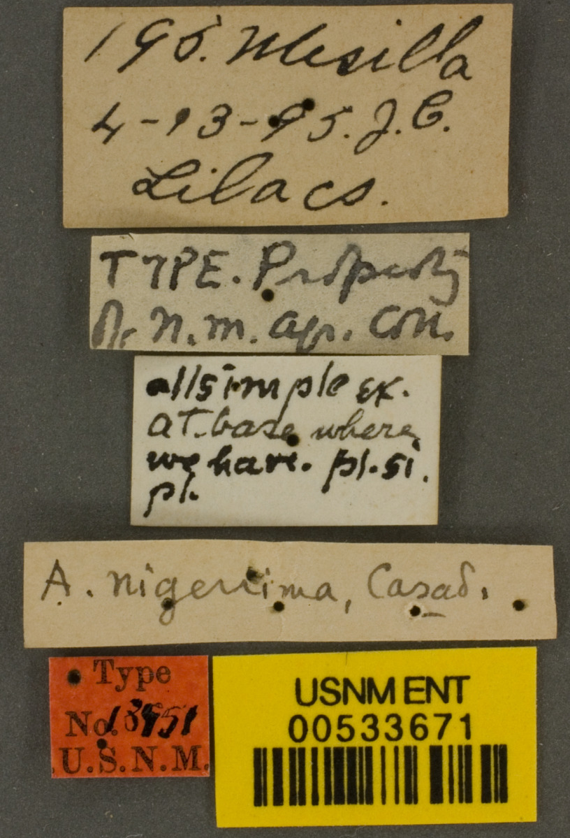 Andrena nigerrima image