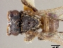 Image of Tetragonula fuscobalteata