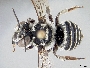 Megachile jerryrozeni image