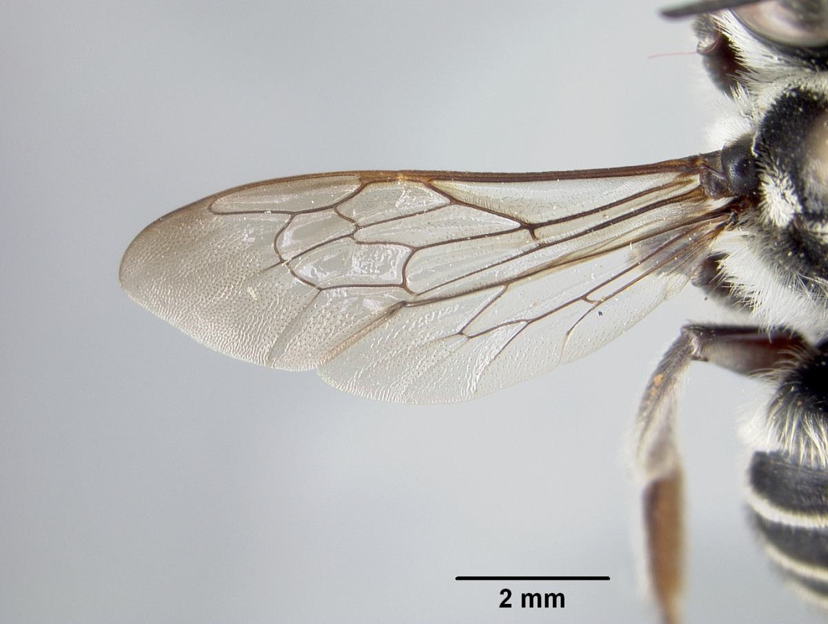 Megachile jerryrozeni image