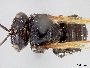 Image of Scaptotrigona luteipennis