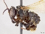 Scaptotrigona luteipennis image