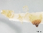 Triepeolus sublunatus image