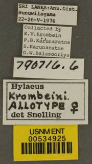 Hylaeus krombeini image