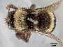 Anthophora bomboides image