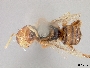 Image of Trigonisca atomaria