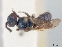 Lasioglossum cyaneum image