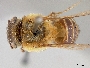 Melipona paraensis image
