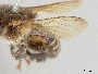Melipona costaricensis image