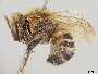 Melipona scutellaris image