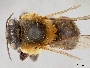 Melipona bicolor image