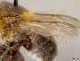 Melipona bicolor image