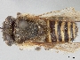 Image of Melipona lateralis