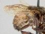 Melipona costaricensis image
