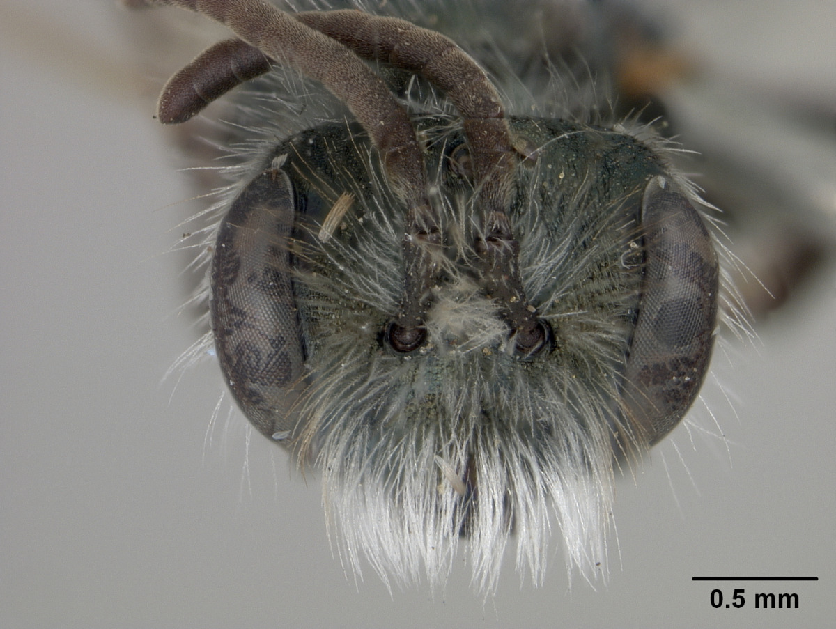 Andrena puthua image
