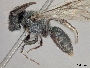 Andrena puthua image