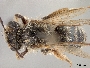 Image of Andrena cymatilis