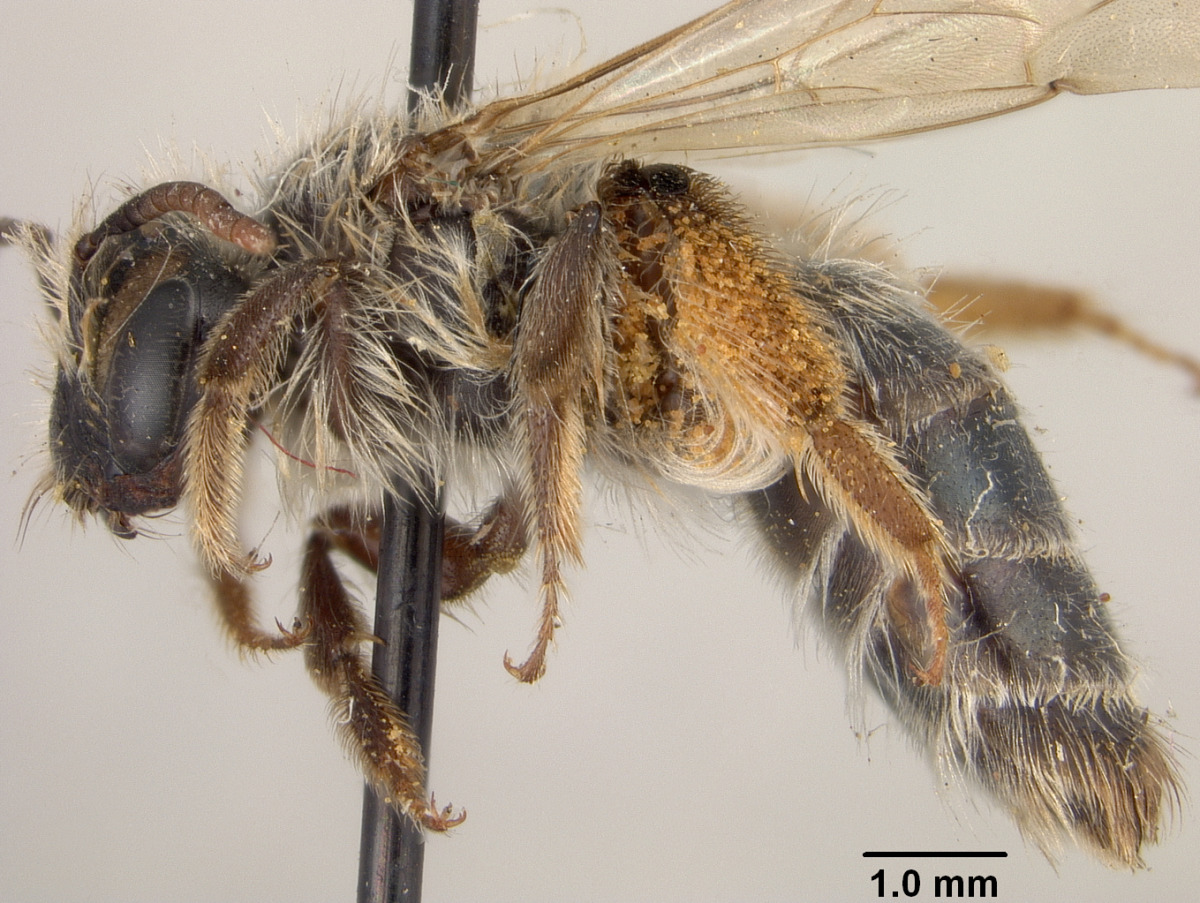 Andrena cymatilis image