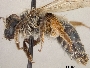 Andrena cymatilis image