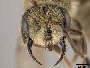 Andrena macoupinensis image
