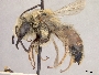 Andrena macoupinensis image