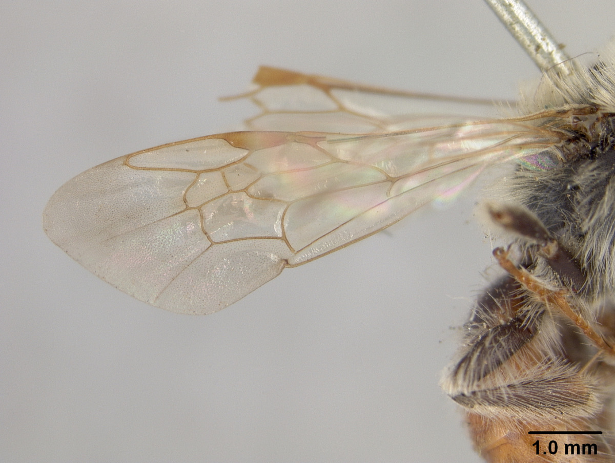 Andrena erythrogaster image