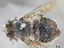 Image of Anthophora porterae