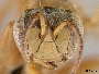 Ptilotrigona occidentalis image