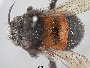 Anthophora hispaniola image