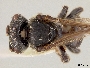 Image of Lepidotrigona doipaensis