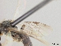 Panurginus crawfordi image