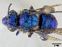 Euglossa hyacinthina image
