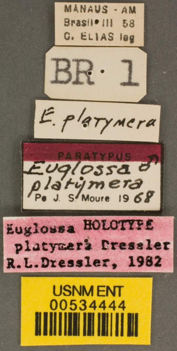 Euglossa platymera image