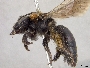 Andrena hallii image