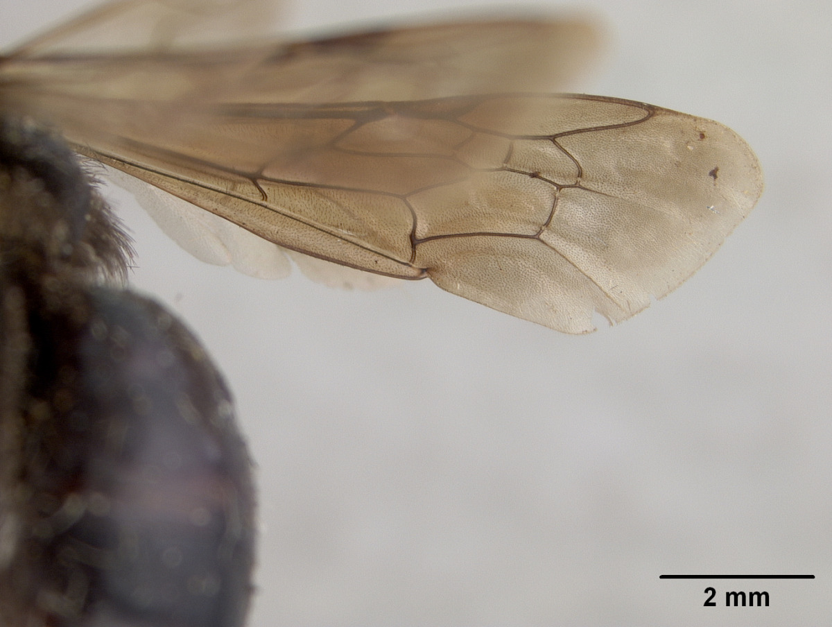 Andrena hallii image