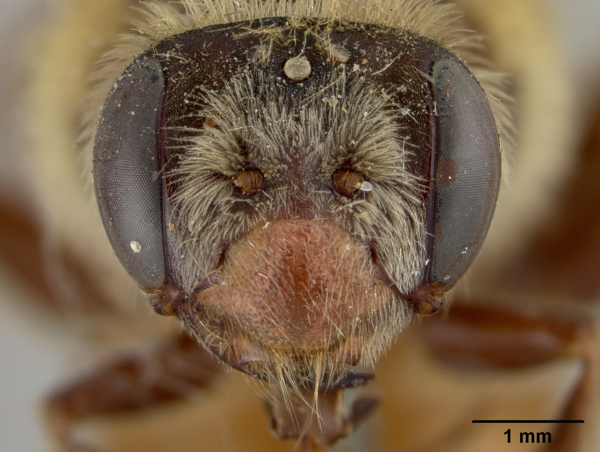 Andrena melliventris image
