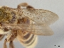 Andrena melliventris image